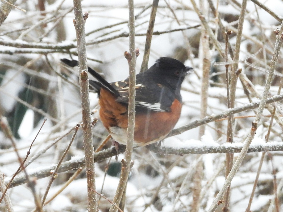 rødsidetovi - ML646910466