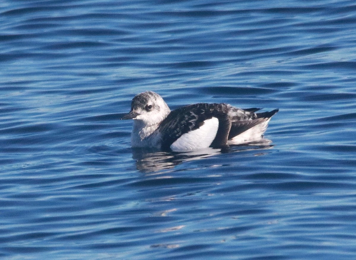 alkoun obecný - ML646910470