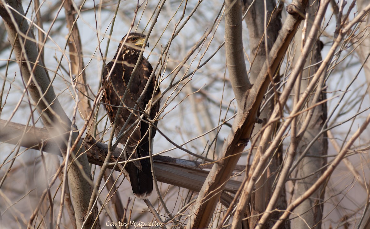 モモアカノスリ - ML646910480