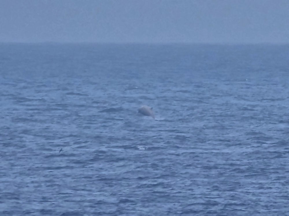 Cuvier's Beaked Whale - ML646910482