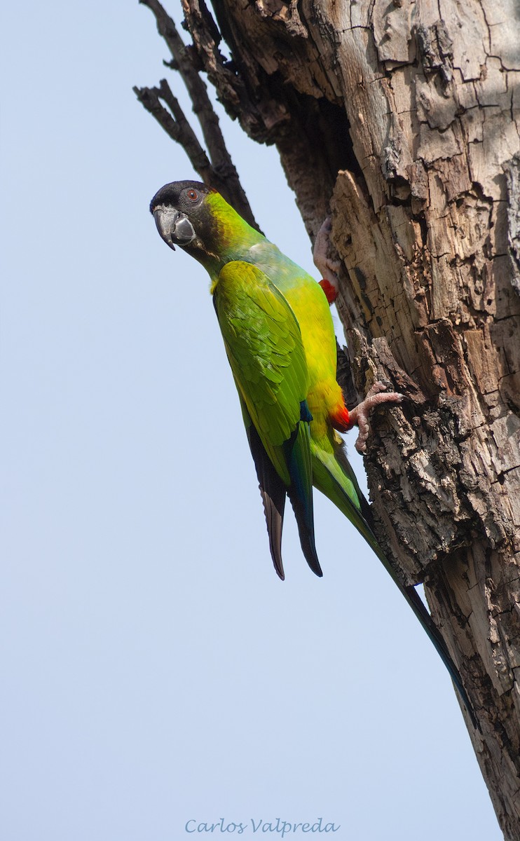 קוניור שחור-ראש - ML646910485