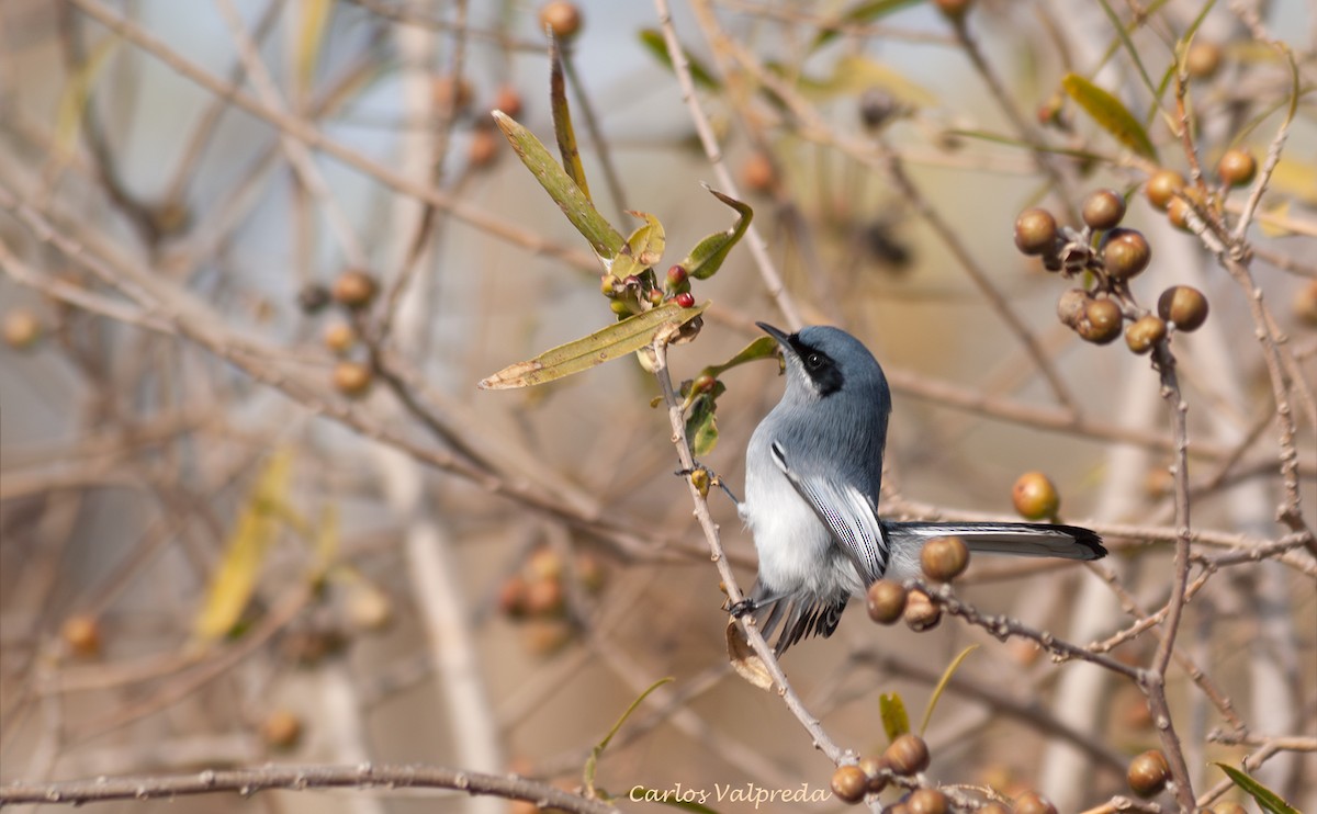 leskot škraboškový - ML646910490