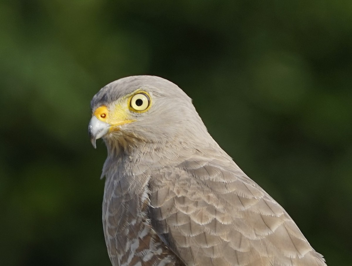 Roadside Hawk (Northern) - ML646910496