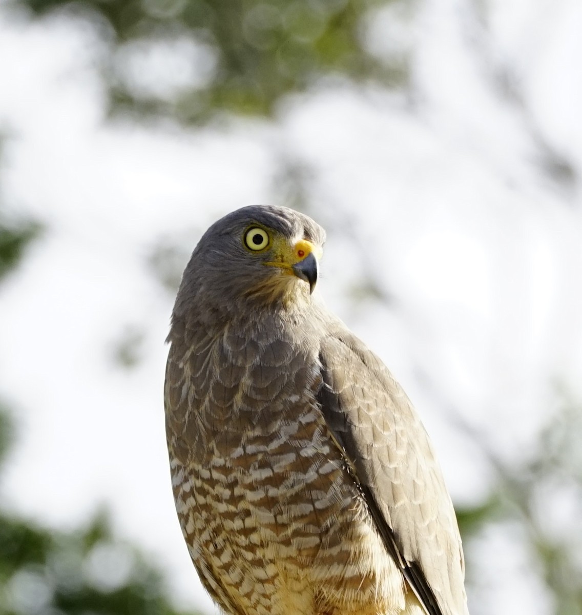 Roadside Hawk (Northern) - ML646910497