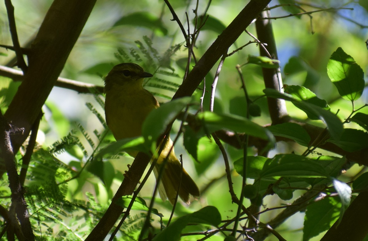 Two-banded Warbler - ML646910503