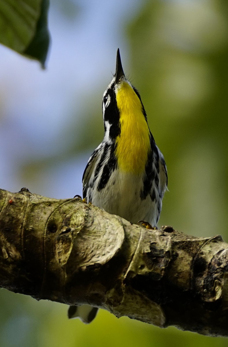 gulstrupeparula - ML646910506