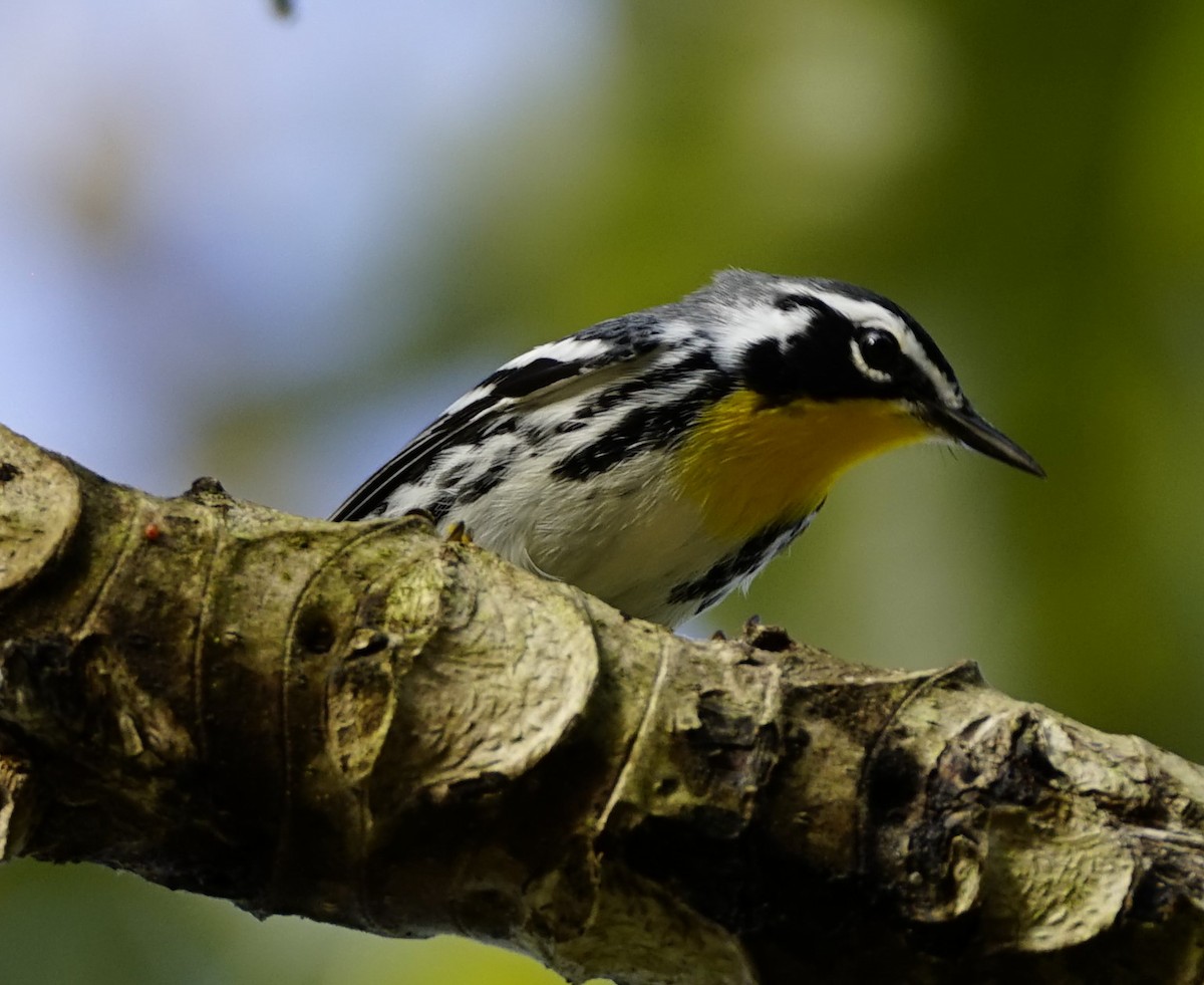 gulstrupeparula - ML646910507