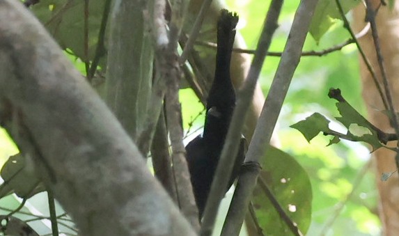 Crested Jayshrike - ML646910512
