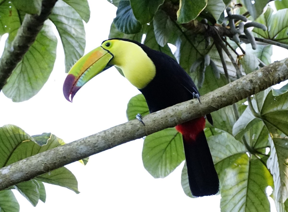 regnbuetukan - ML646910513