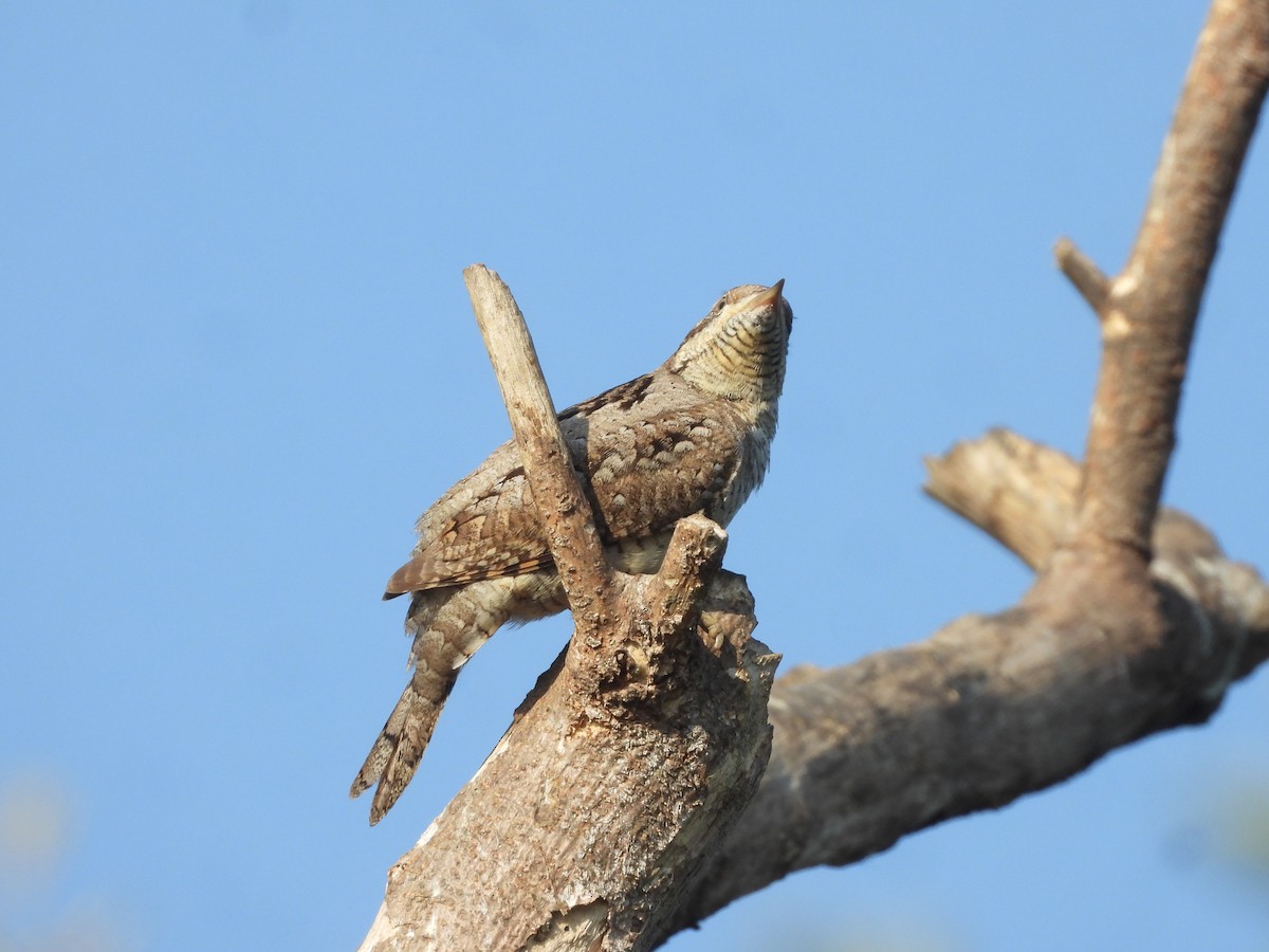 Eurasian Wryneck - ML646910515