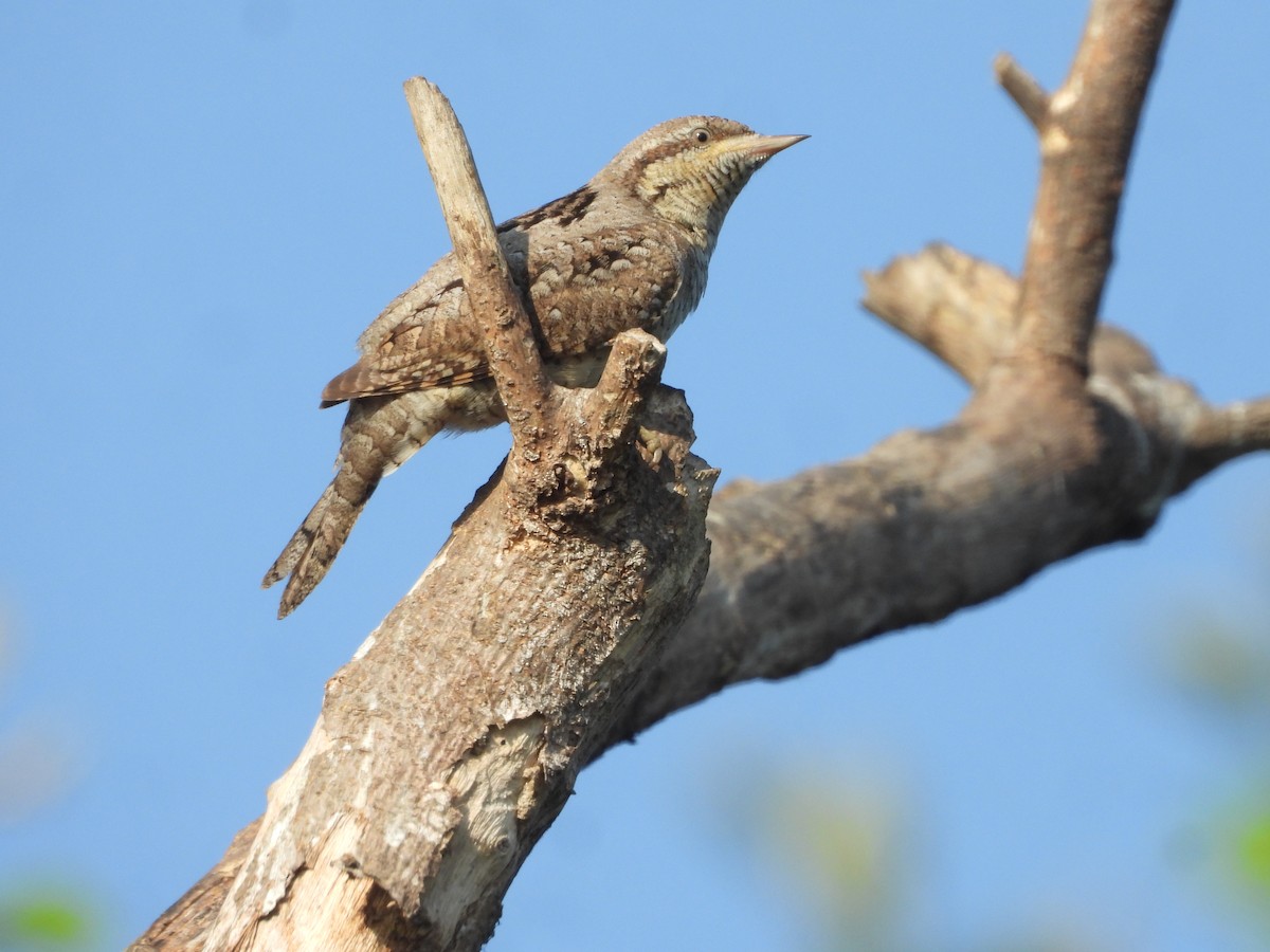 Eurasian Wryneck - ML646910516