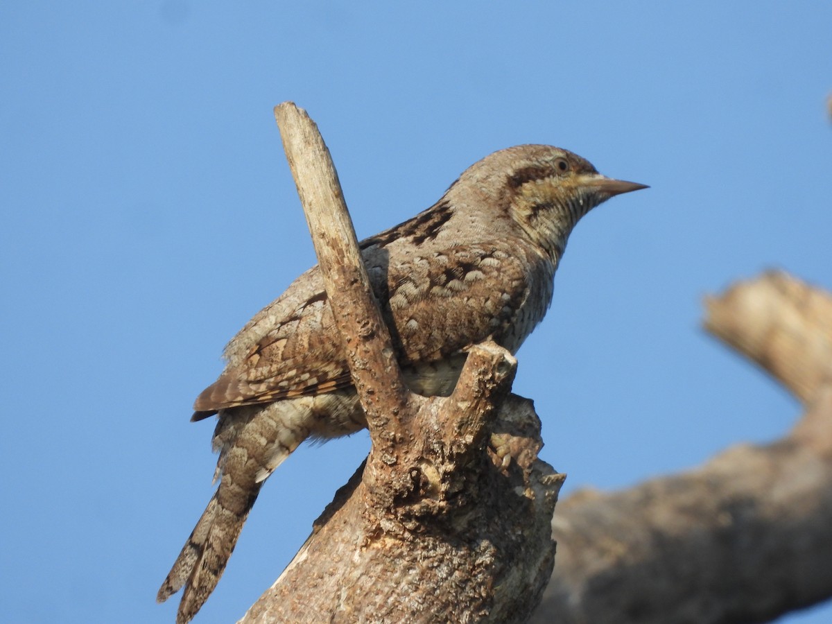 Eurasian Wryneck - ML646910517
