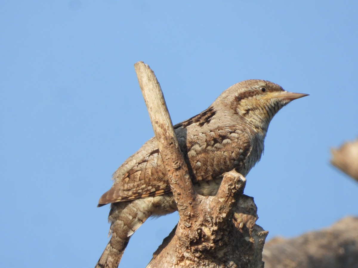 Eurasian Wryneck - ML646910518