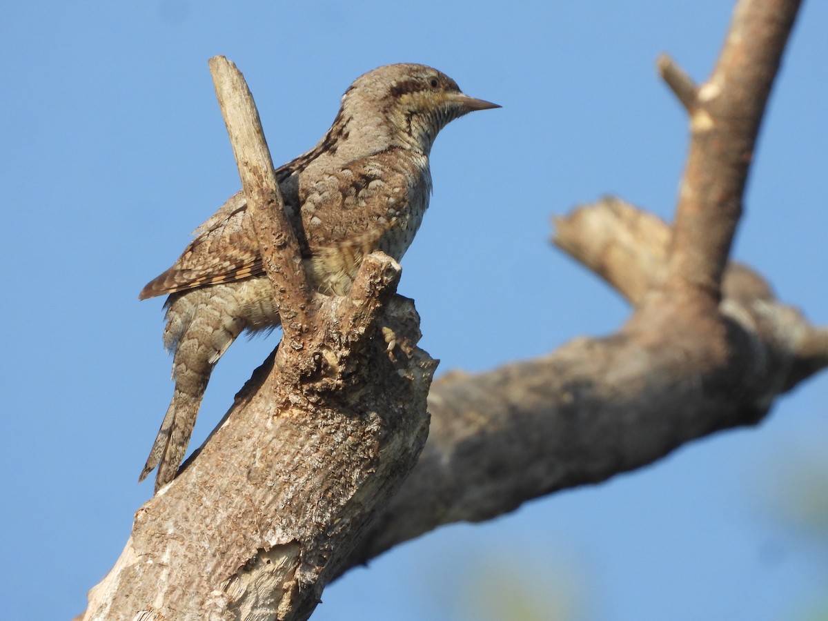 Eurasian Wryneck - ML646910519