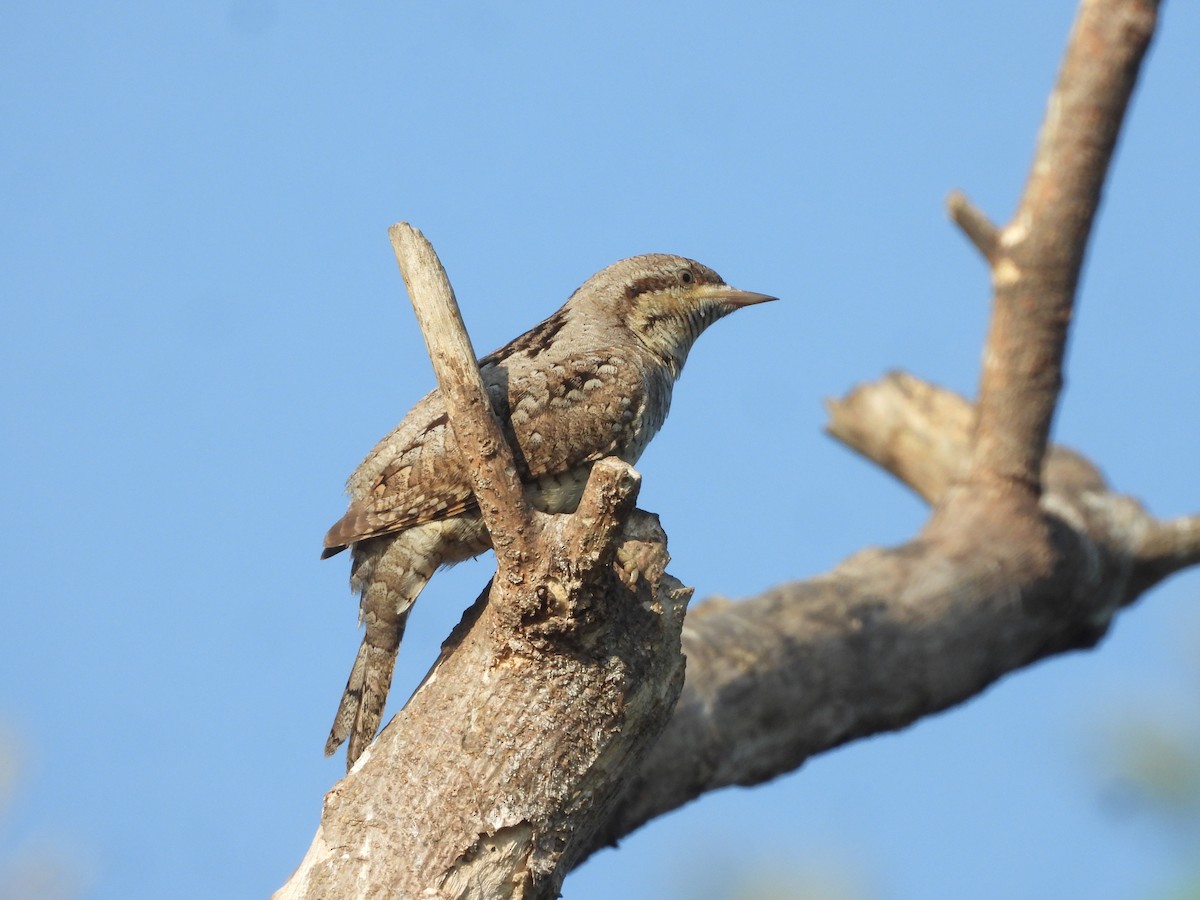 Eurasian Wryneck - ML646910520