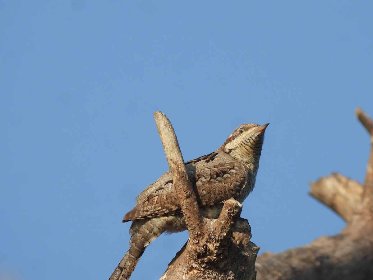 Eurasian Wryneck - ML646910521