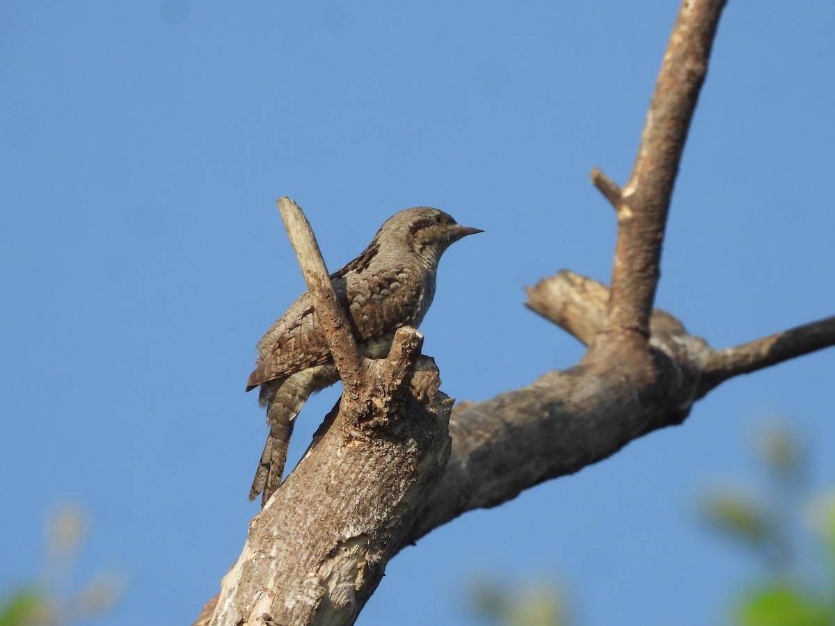 Eurasian Wryneck - ML646910522