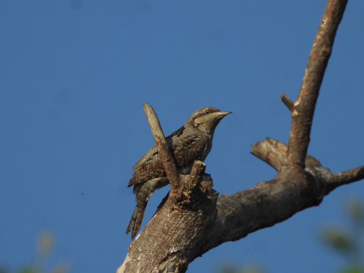 Eurasian Wryneck - ML646910523