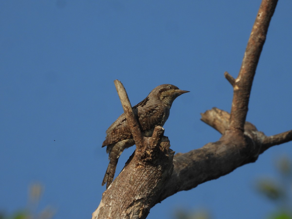 Eurasian Wryneck - ML646910524