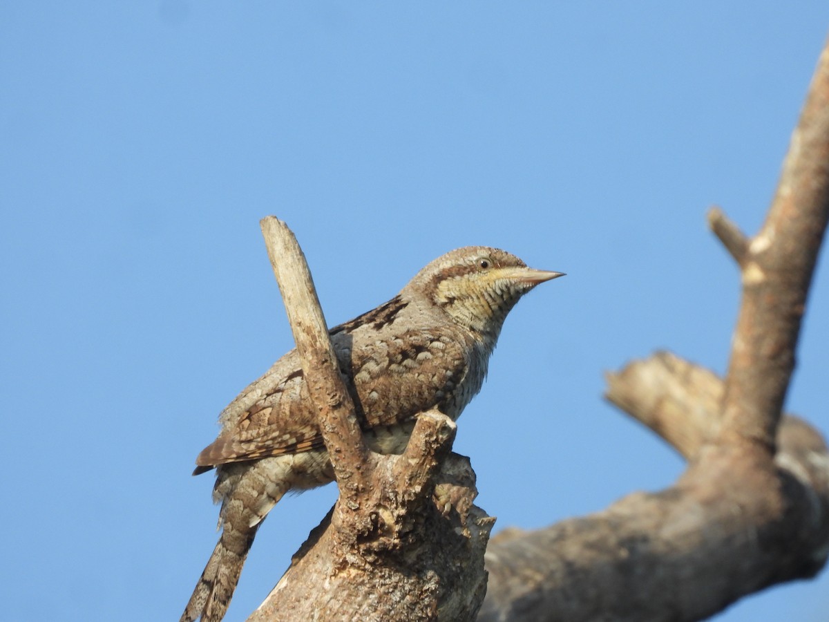 Eurasian Wryneck - ML646910525