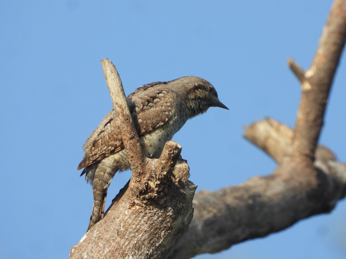 Eurasian Wryneck - ML646910526