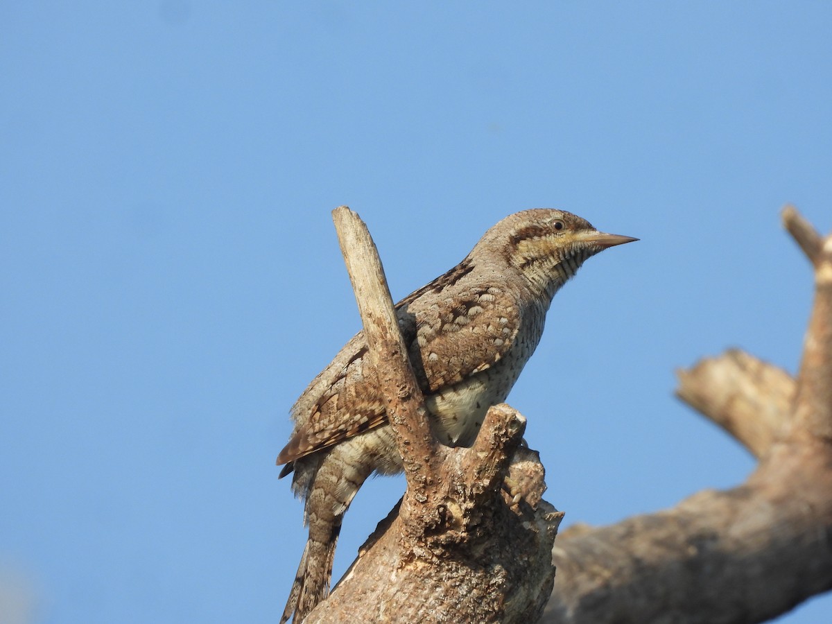 Eurasian Wryneck - ML646910527