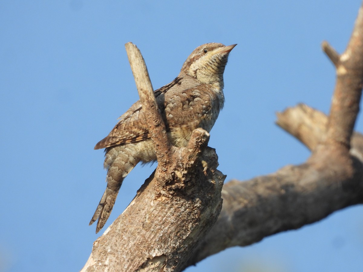 Eurasian Wryneck - ML646910528