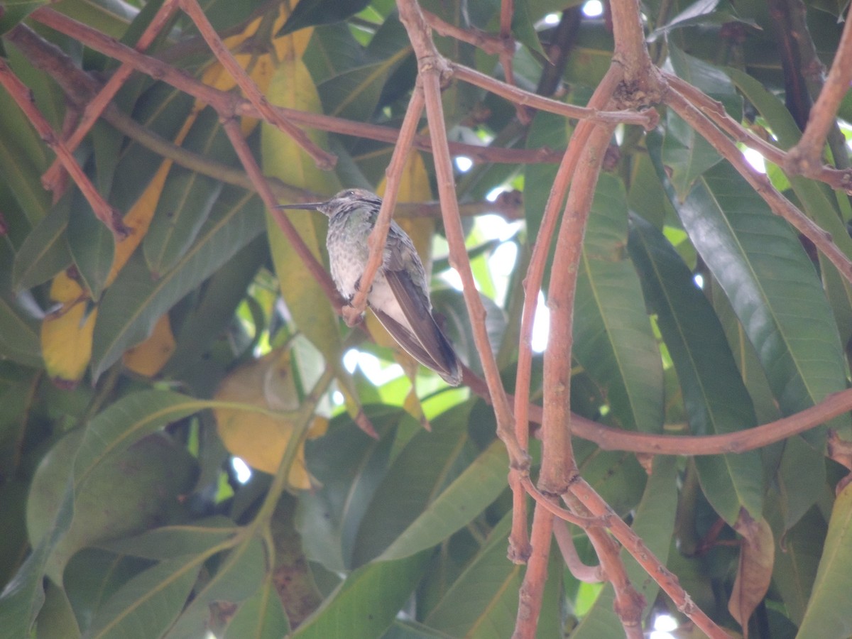 White-vented Violetear - ML646910532