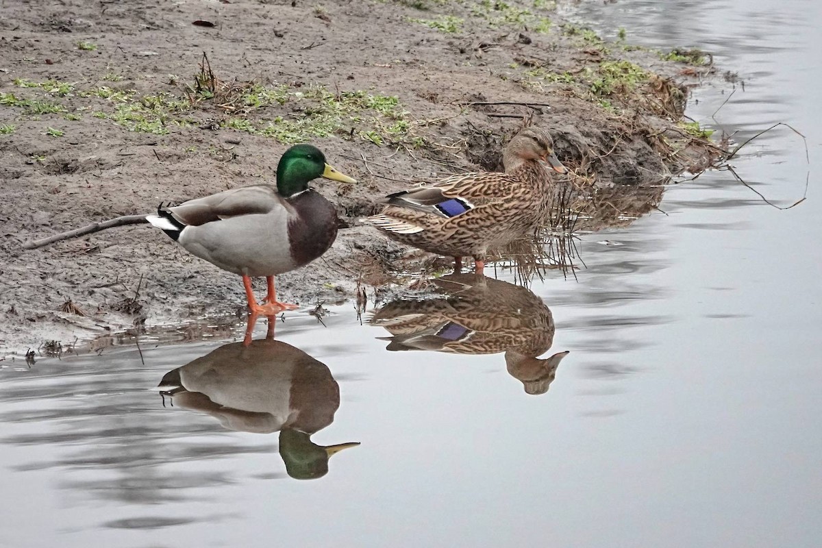 Mallard - ML646910535