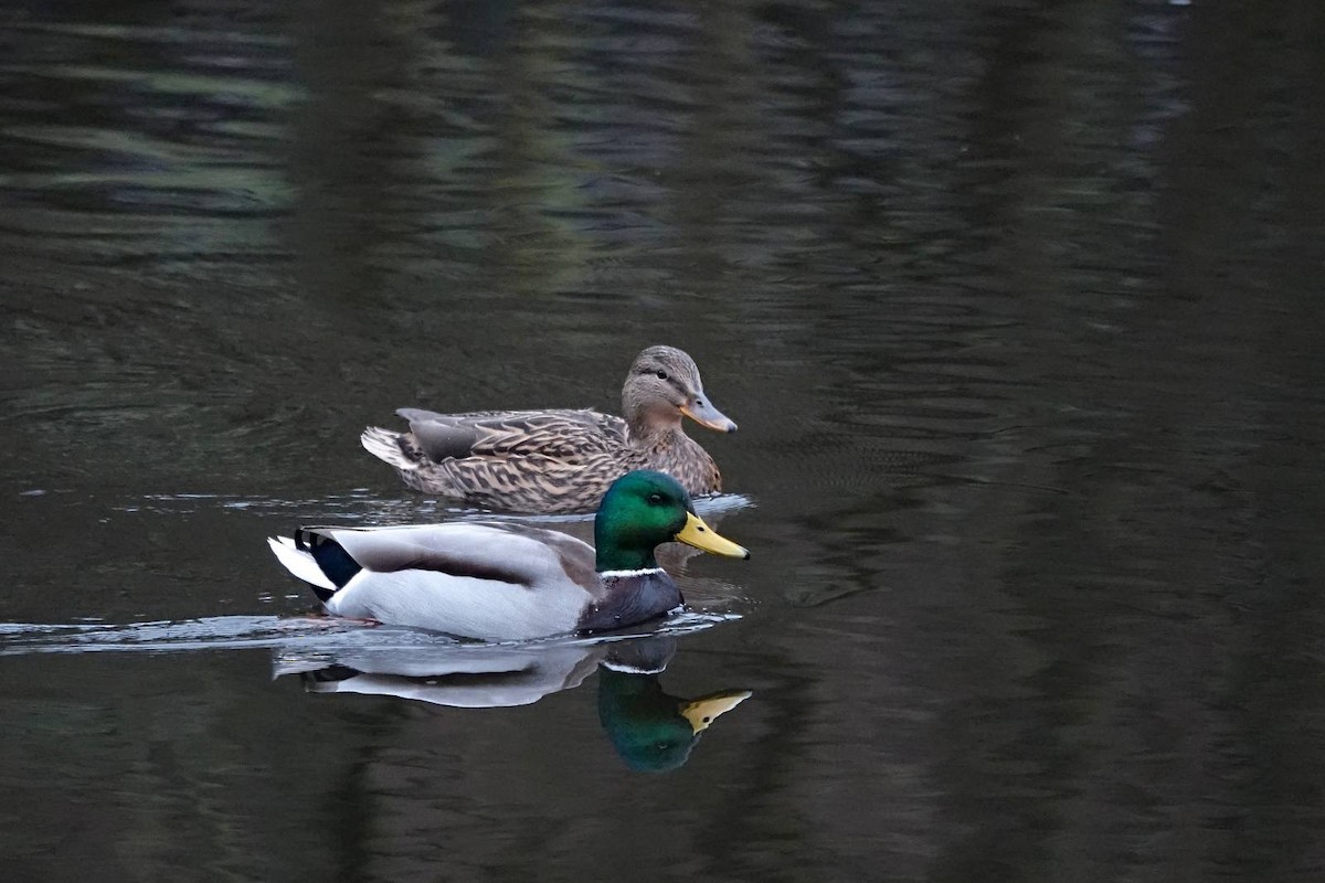 Mallard - ML646910536