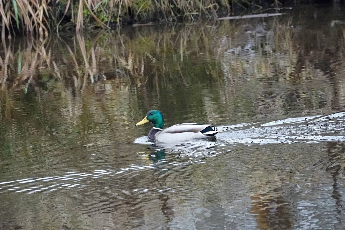 Mallard - ML646910537