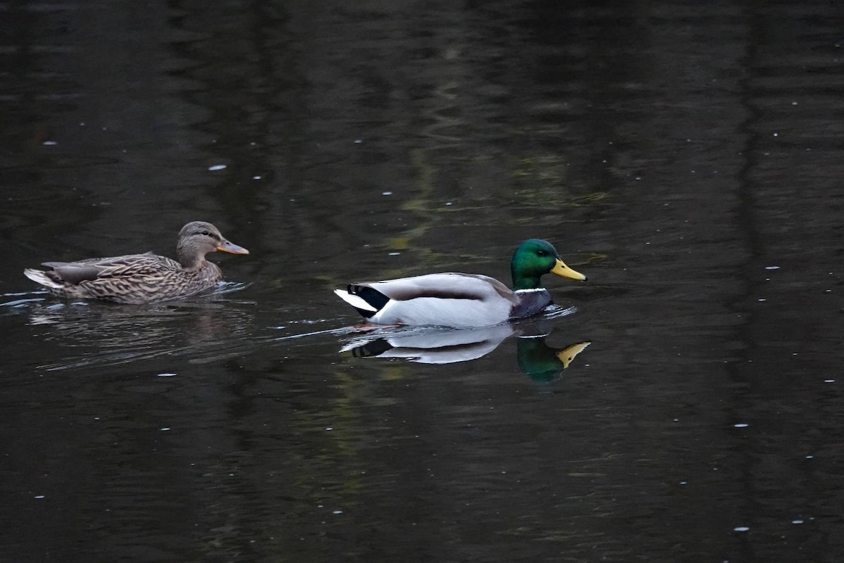 Mallard - ML646910538