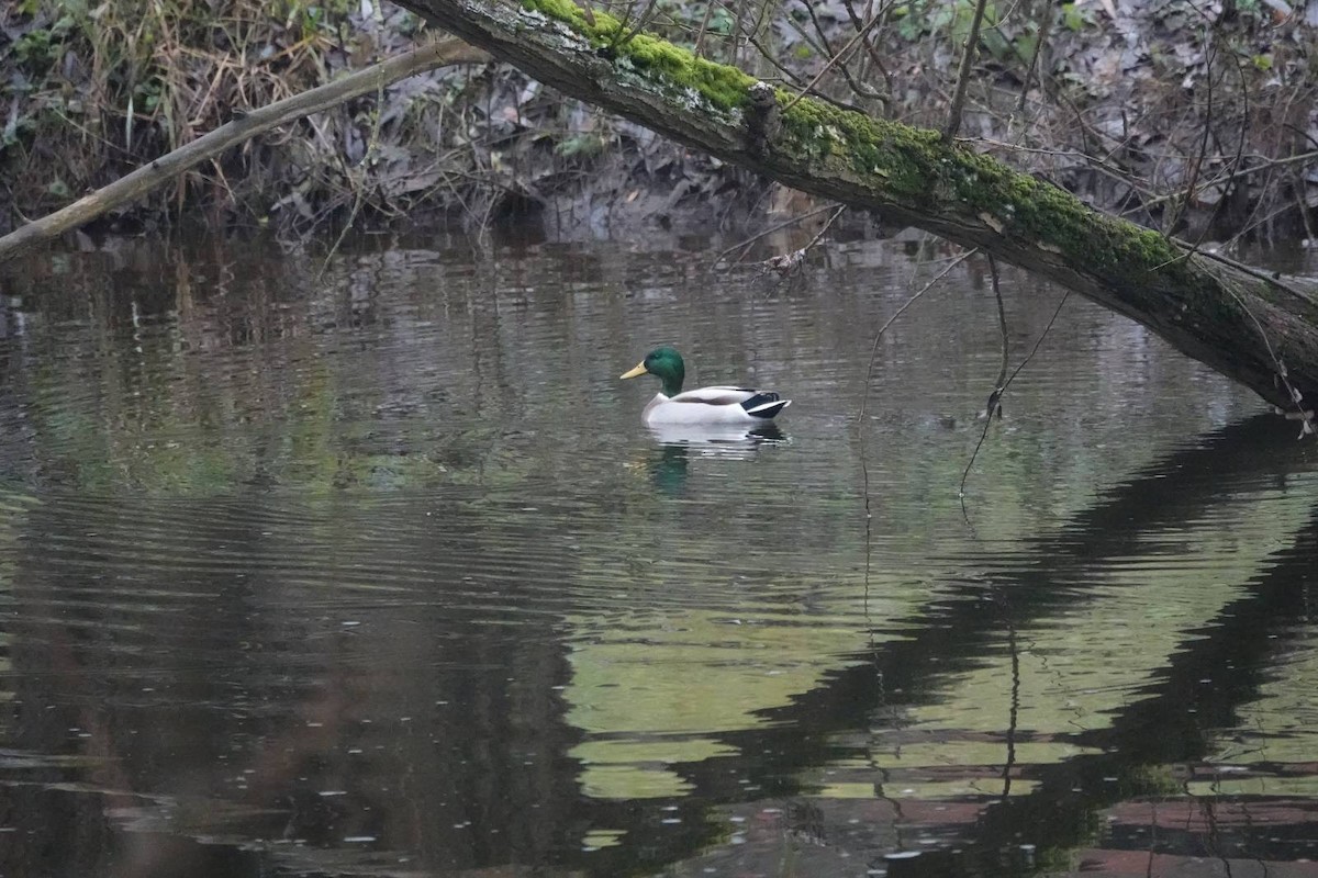 Mallard - ML646910539