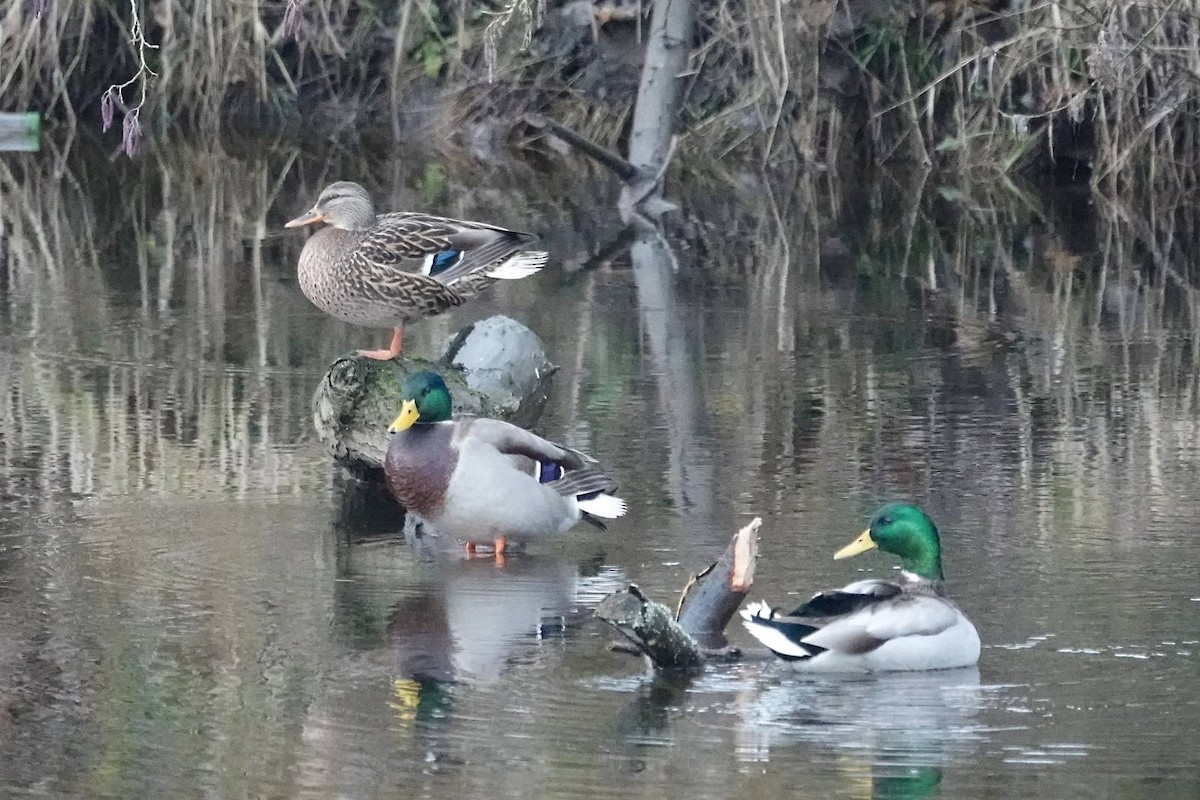 Mallard - ML646910540