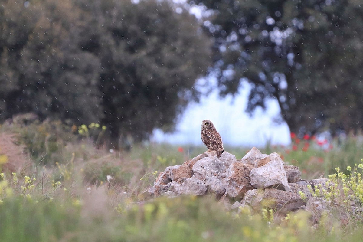 コミミズク - ML646910543