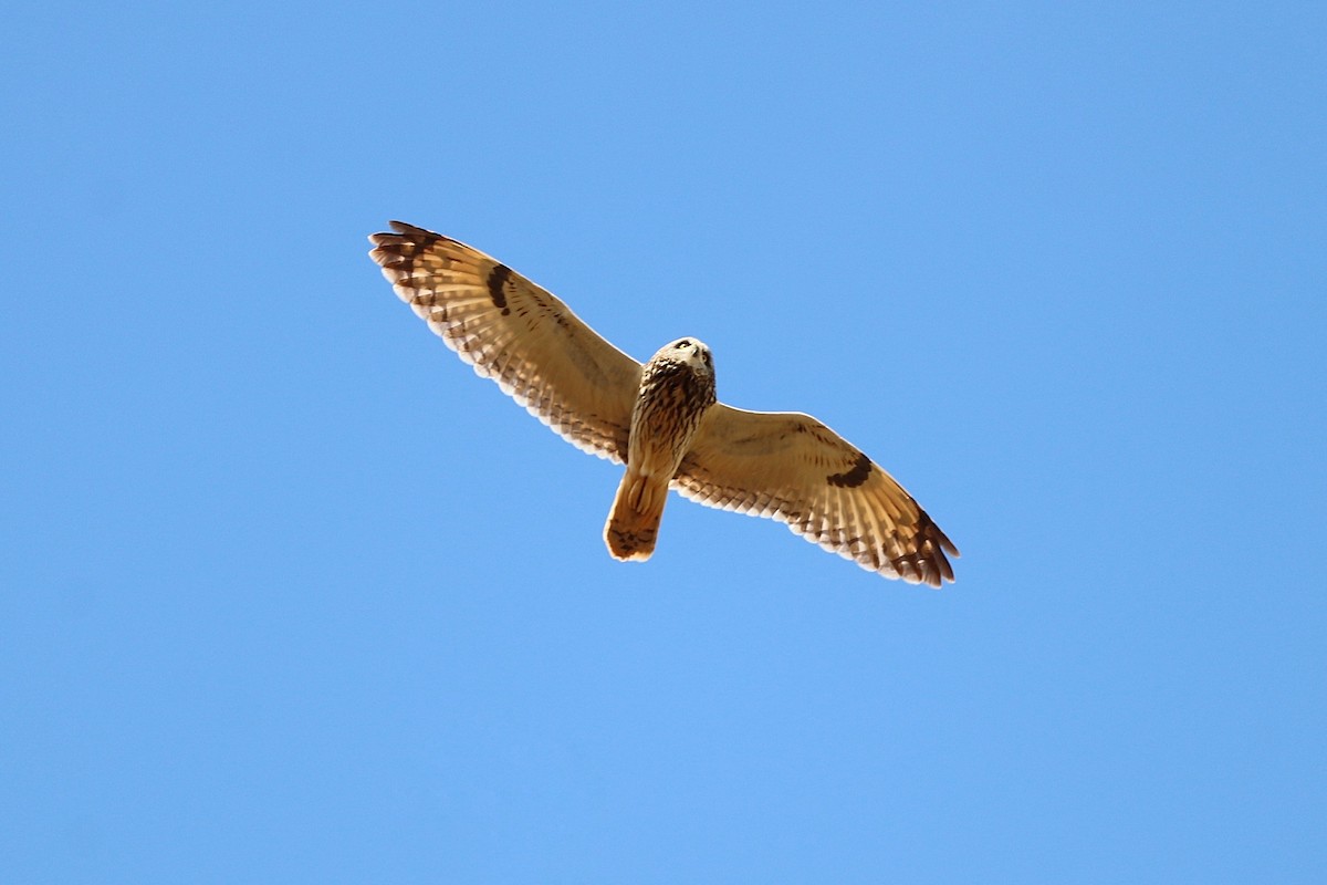 コミミズク - ML646910544