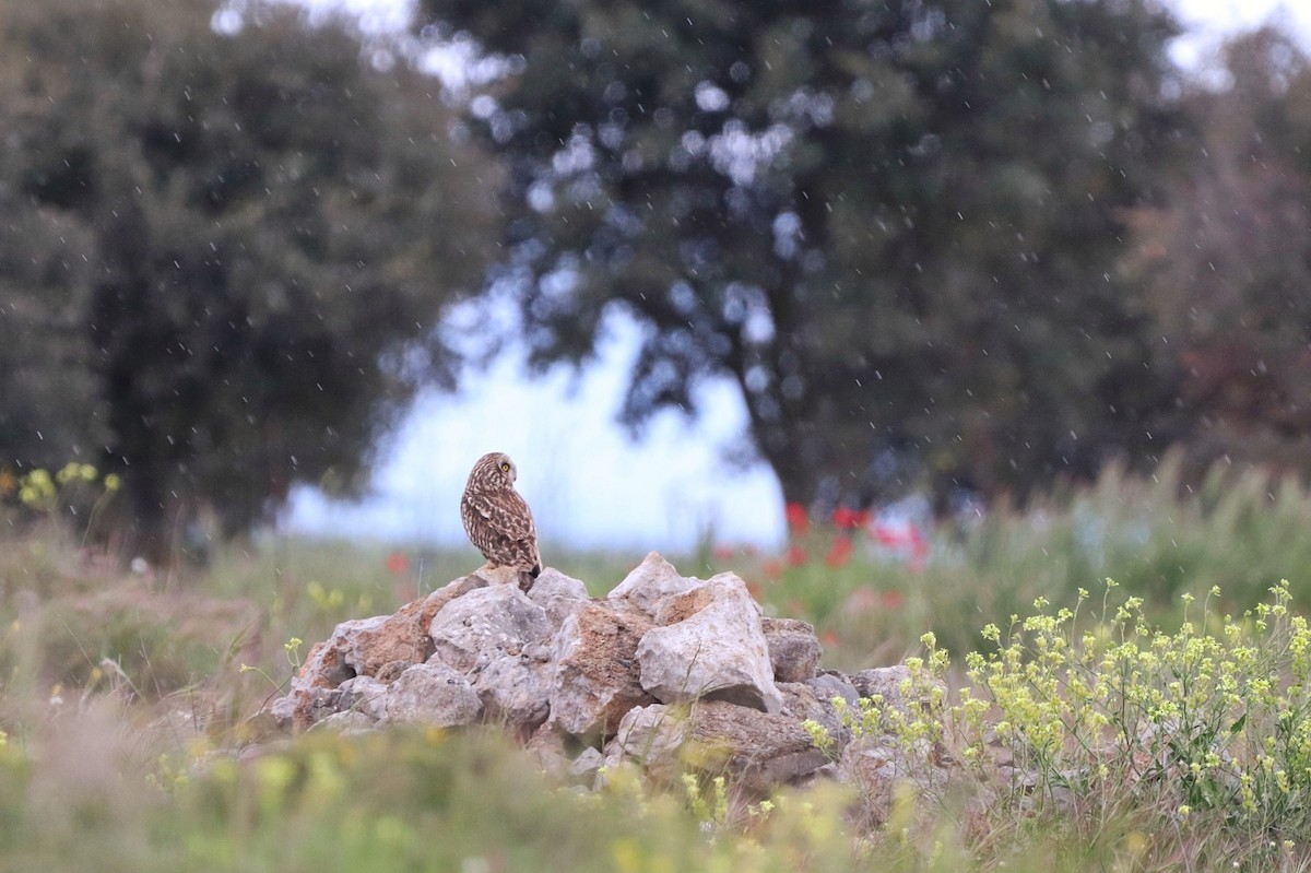 コミミズク - ML646910545