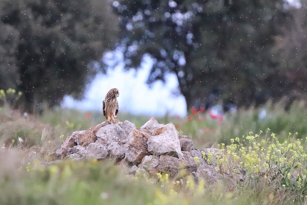 コミミズク - ML646910546