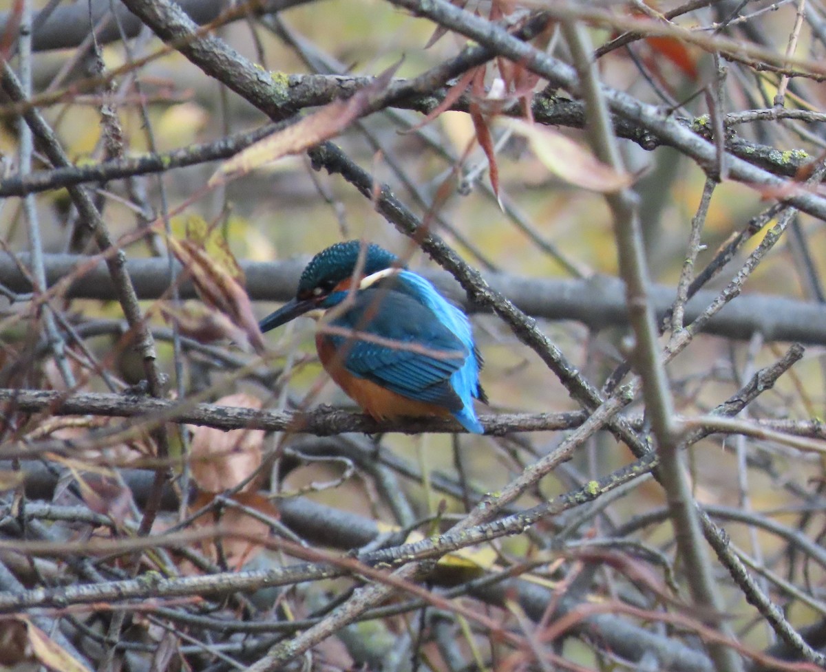 Common Kingfisher - ML646910547