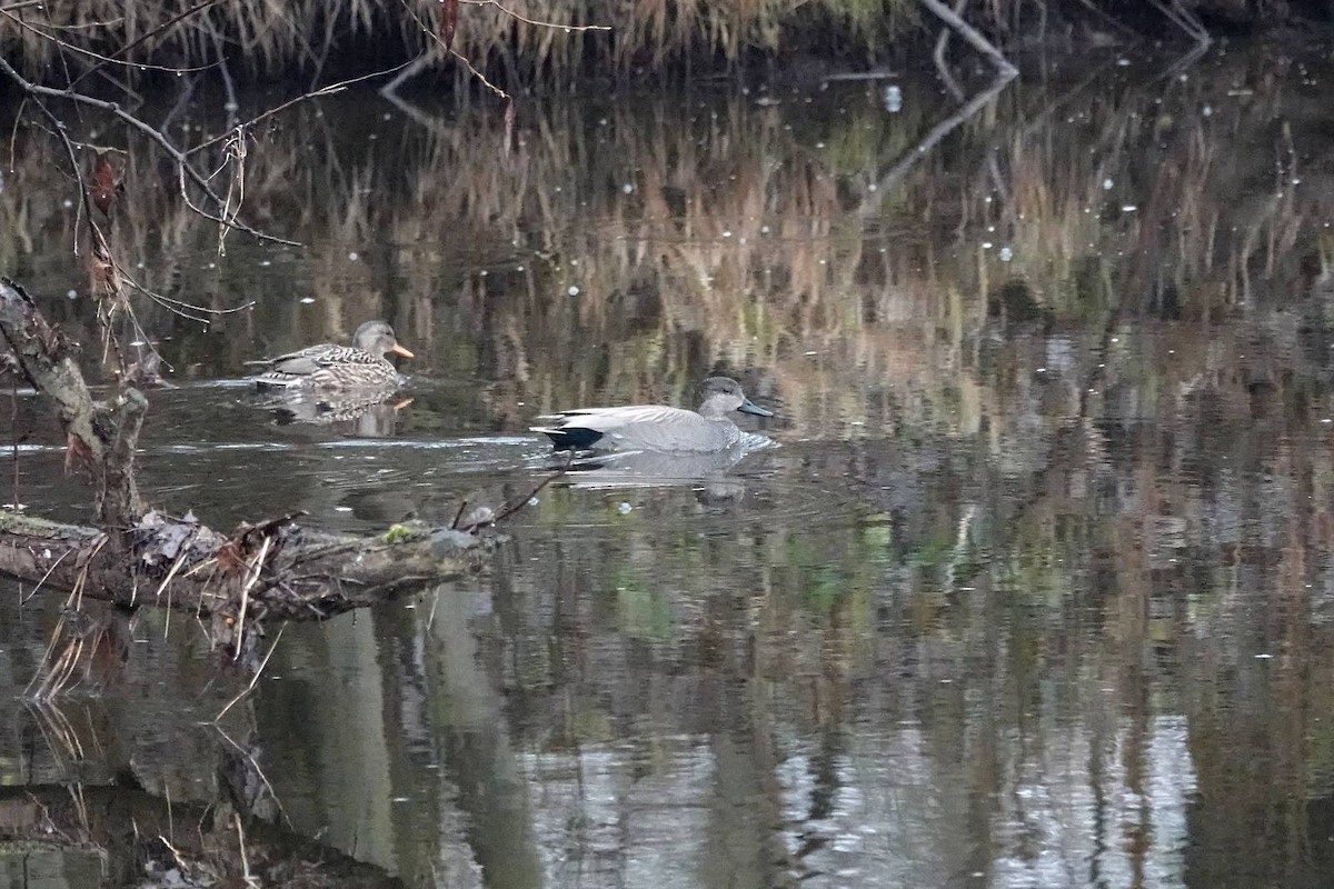 Gadwall - ML646910549