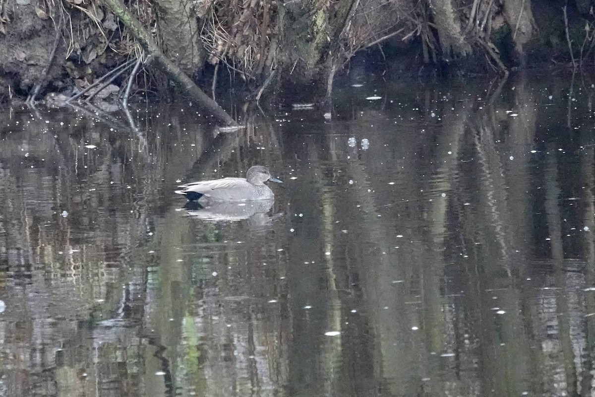 Gadwall - ML646910550