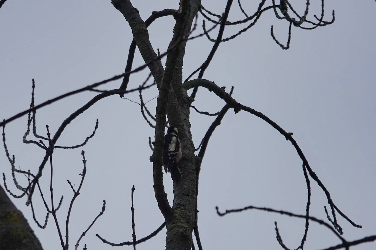 Great Spotted Woodpecker - ML646910567