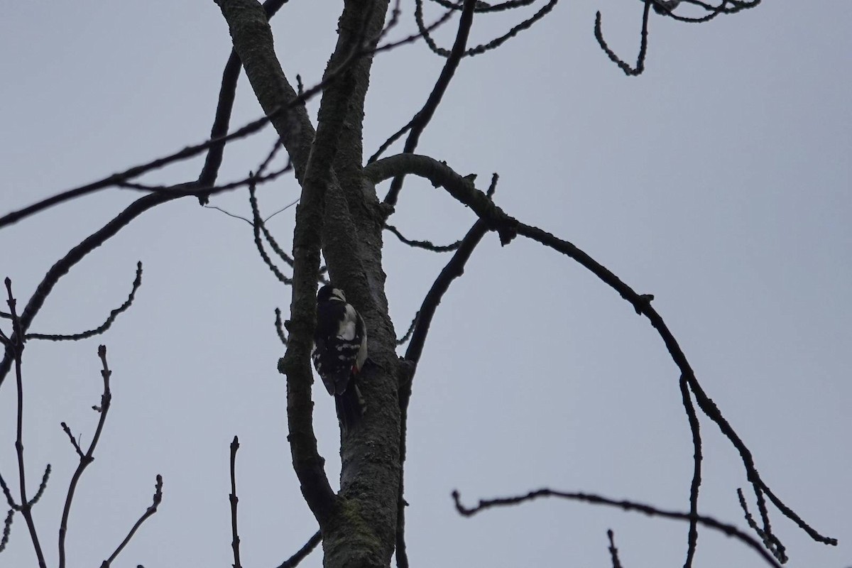 Great Spotted Woodpecker - ML646910569