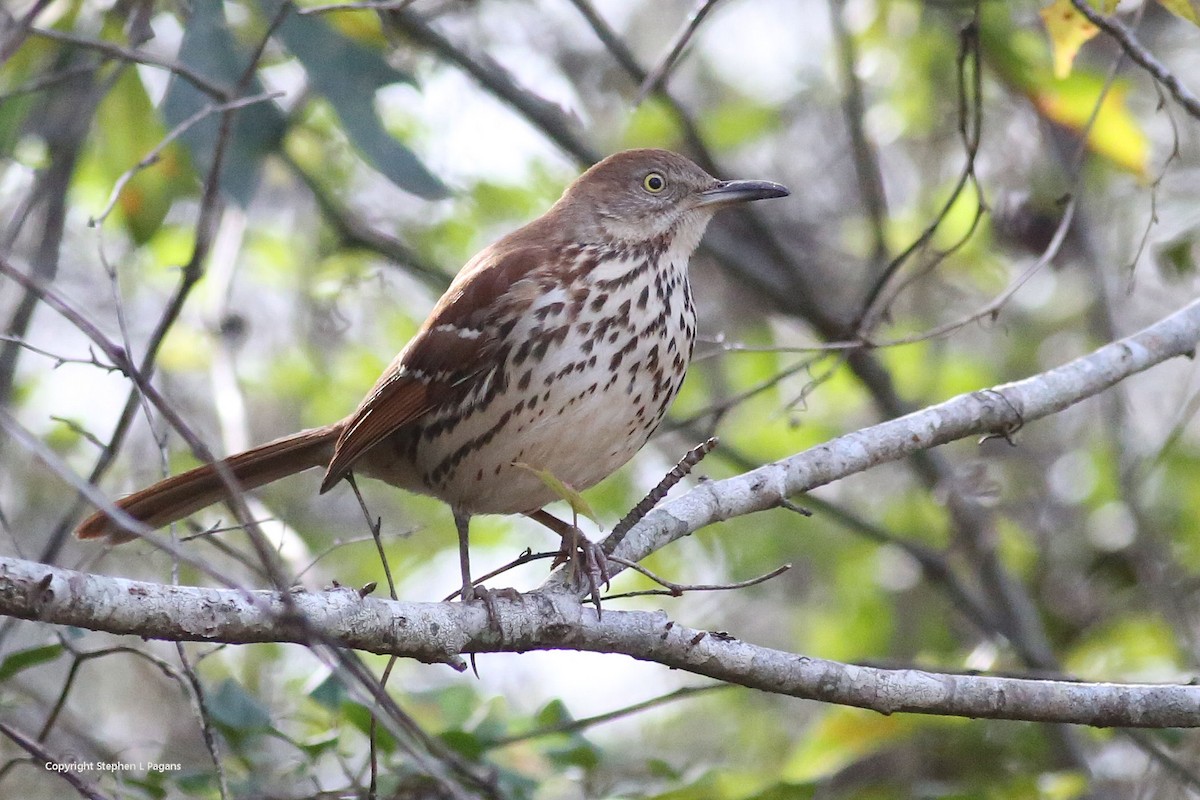 Brown Thrasher - ML646910570