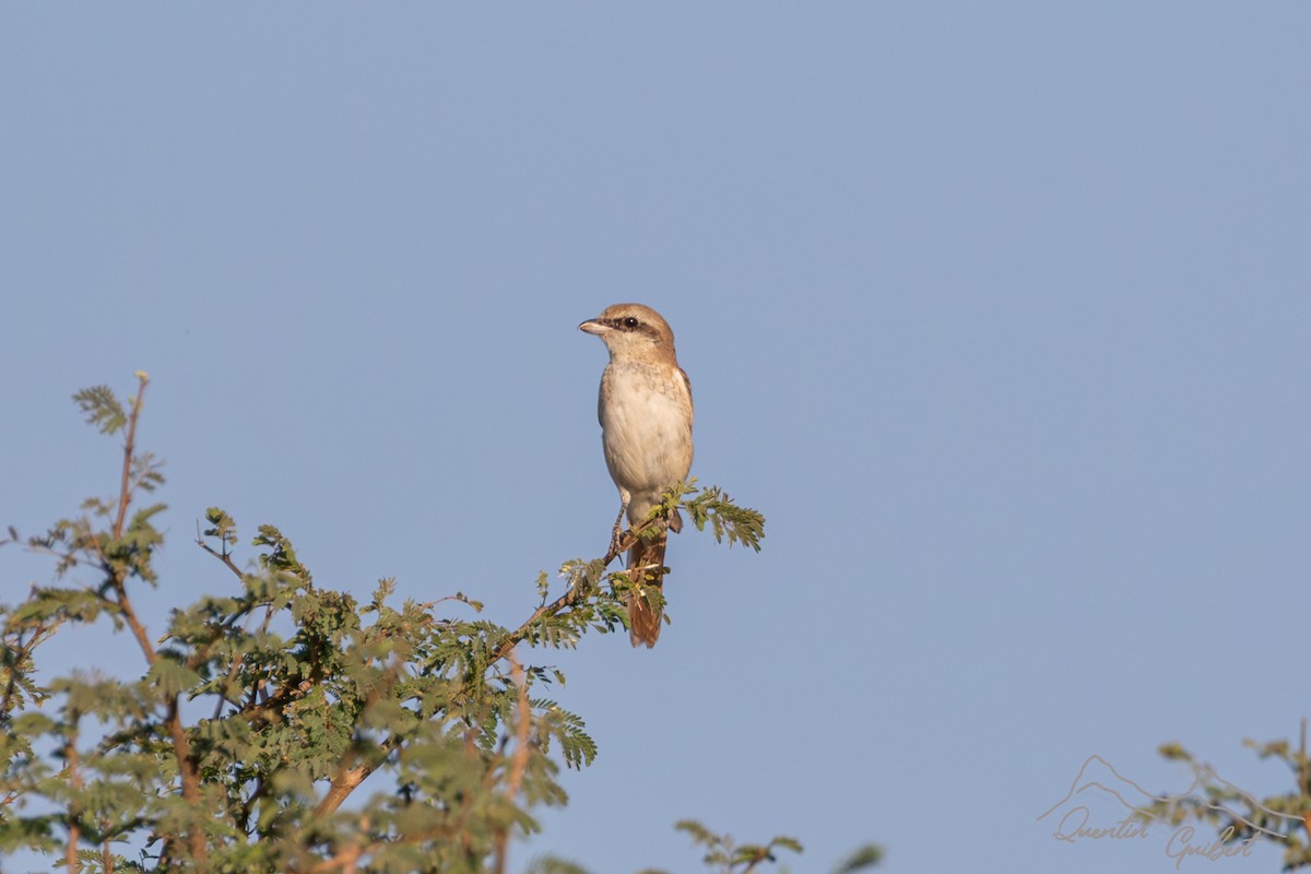 ťuhýk turkestánský - ML646910575