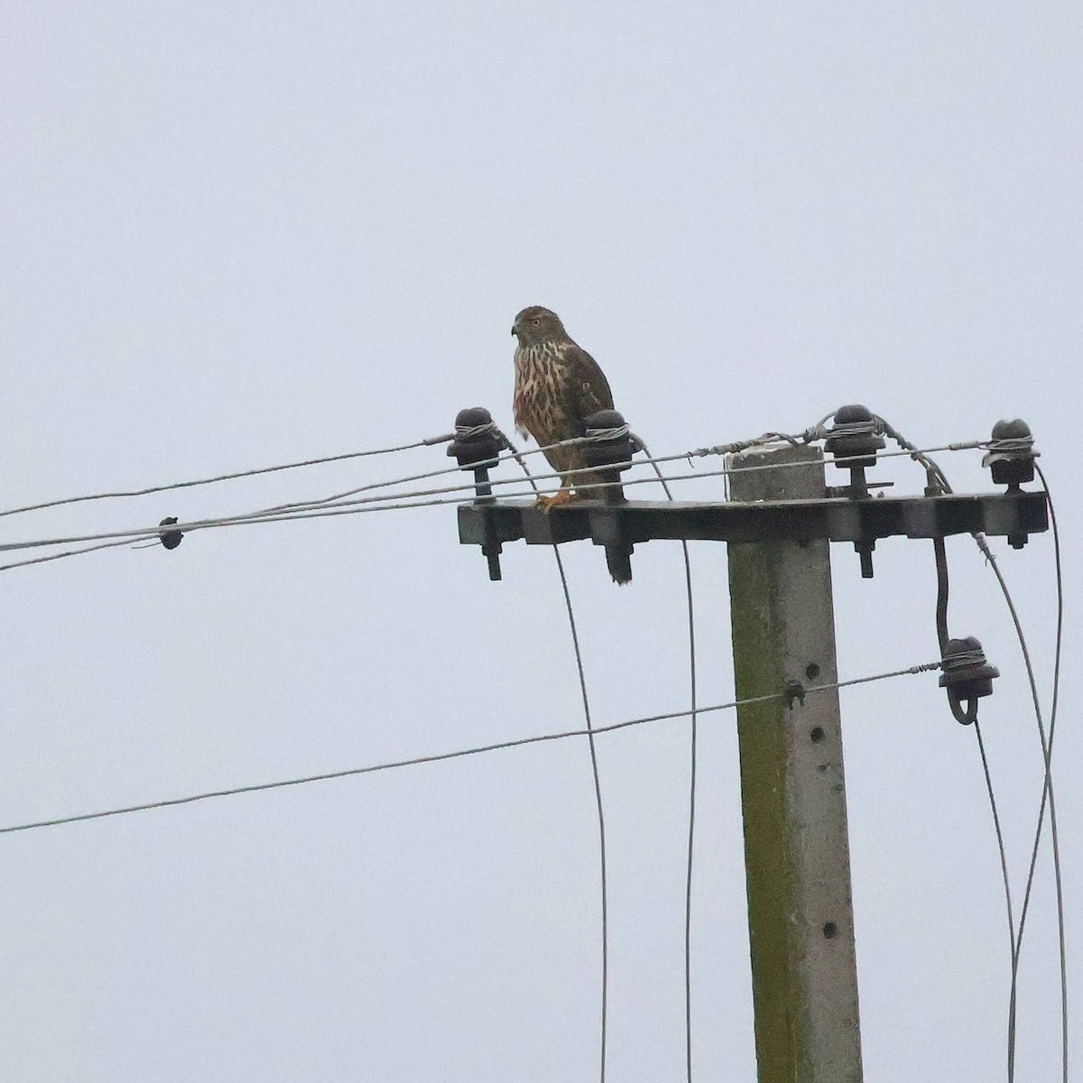 Яструб великий - ML646910576