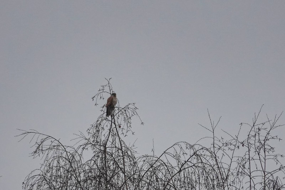 Eurasian Kestrel - ML646910577
