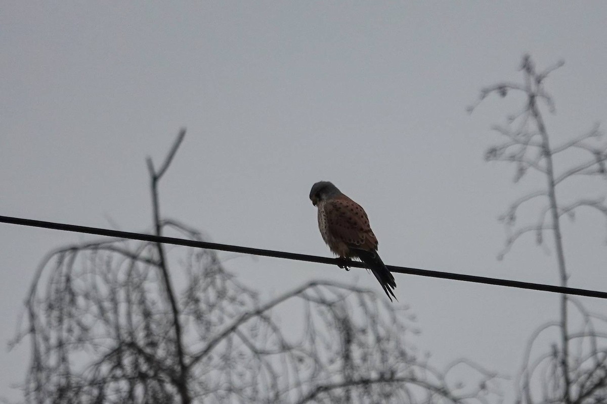 Eurasian Kestrel - ML646910578