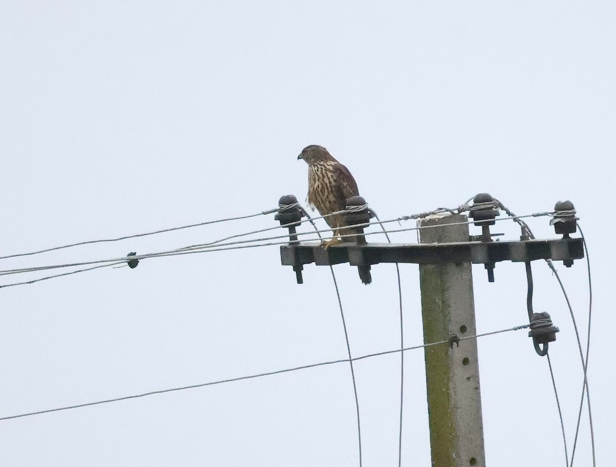 Яструб великий - ML646910582