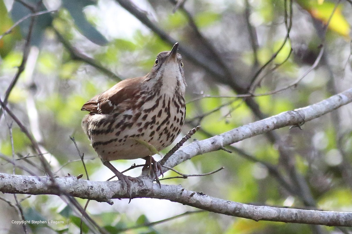 Brown Thrasher - ML646910583